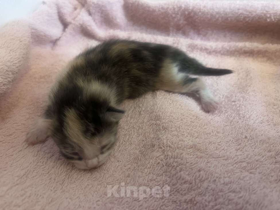 Кошки в Москве: Котята в добрые руки бесплатно  Мальчик, Бесплатно - фото 6