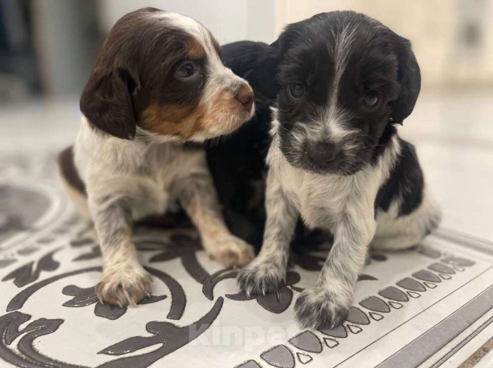 Собаки в Нижнем Новгороде: Очаровательные щенята. Продам в Хорошие руки щенят от мамы спаниеля, щенята воспитанные Мальчик, 1 500 руб. - фото 2