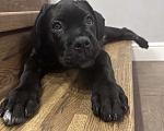 Собаки в других городах Московской области: Щенок кане-корсо Девочка, 40 000 руб. - фото 5
