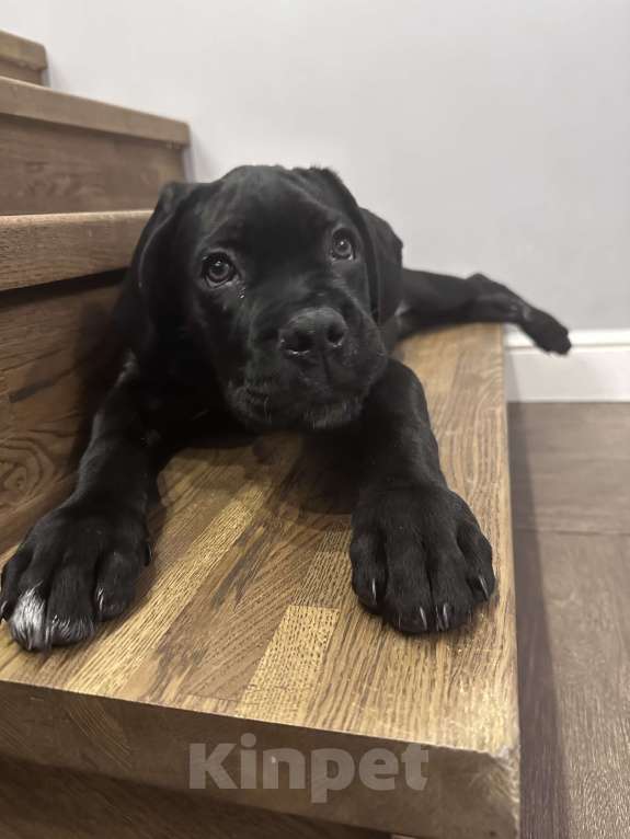 Собаки в других городах Московской области: Щенок кане-корсо Девочка, 40 000 руб. - фото 5