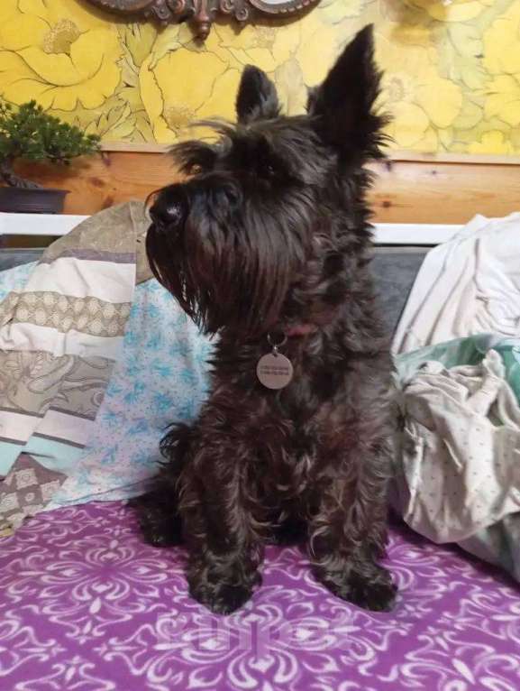 Собаки в Москве: Пропала собака мальчик Сима метис скотч терьео Мальчик, 10 000 руб. - фото 1