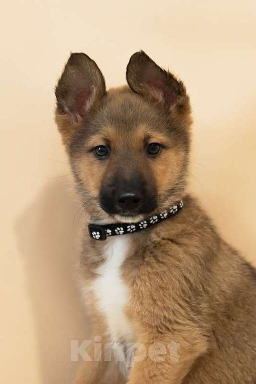 Собаки в Москве: Щенки всех окрасов в добрые руки Мальчик, 1 руб. - фото 5