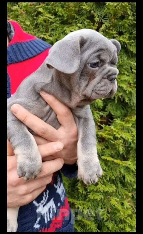 Собаки в Москве: Мальчик лиловоподпалый Мальчик, 70 000 руб. - фото 3