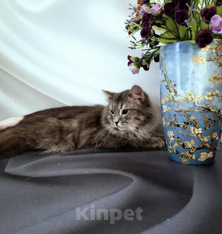 Кошки в Новосибирске: Котик манчкин нестандарт Мальчик, Бесплатно - фото 9