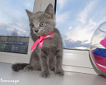 Кошки в Москве: Шотландский прямоухий котенок, девочка Девочка, 10 000 руб. - фото 4