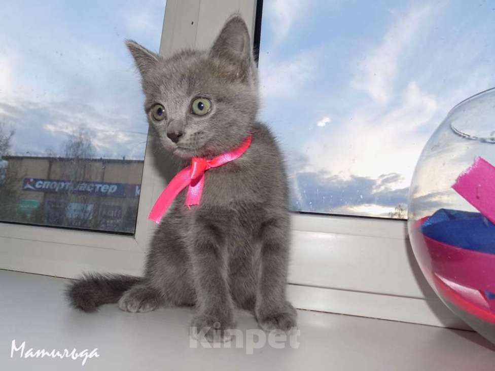 Кошки в Москве: Шотландский прямоухий котенок, девочка Девочка, 10 000 руб. - фото 4