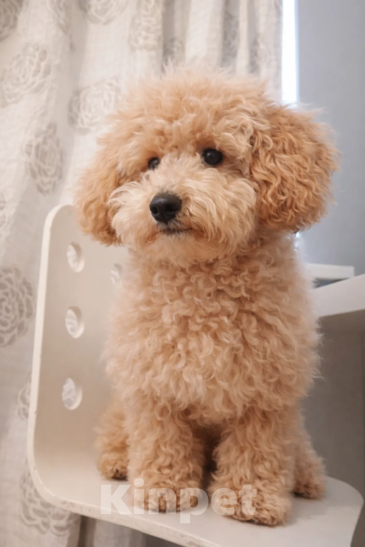 Собаки в Краснодаре: Мальтипу, щенок Мальчик, 65 000 руб. - фото 1