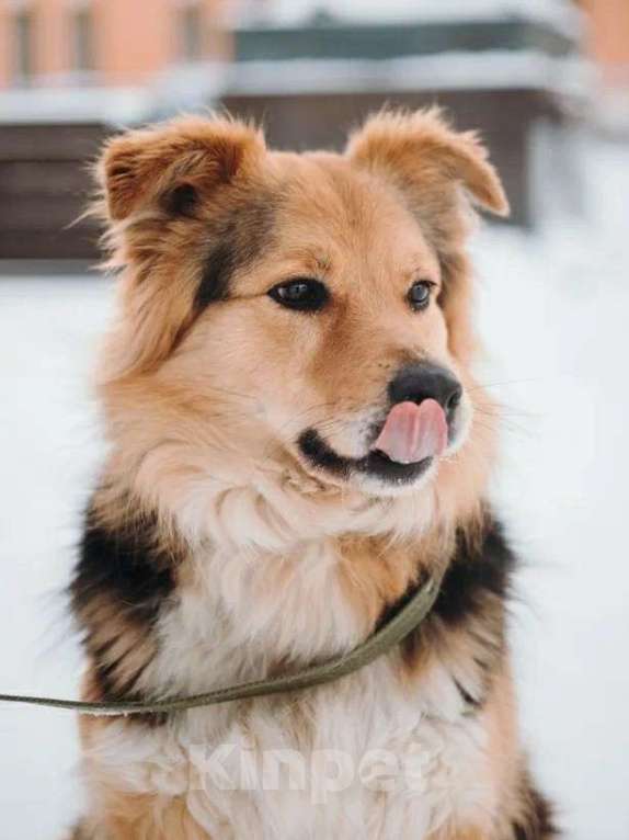 Собаки в Санкт-Петербурге: Пушистая Келли из приюта в добрые руки Девочка, Бесплатно - фото 10