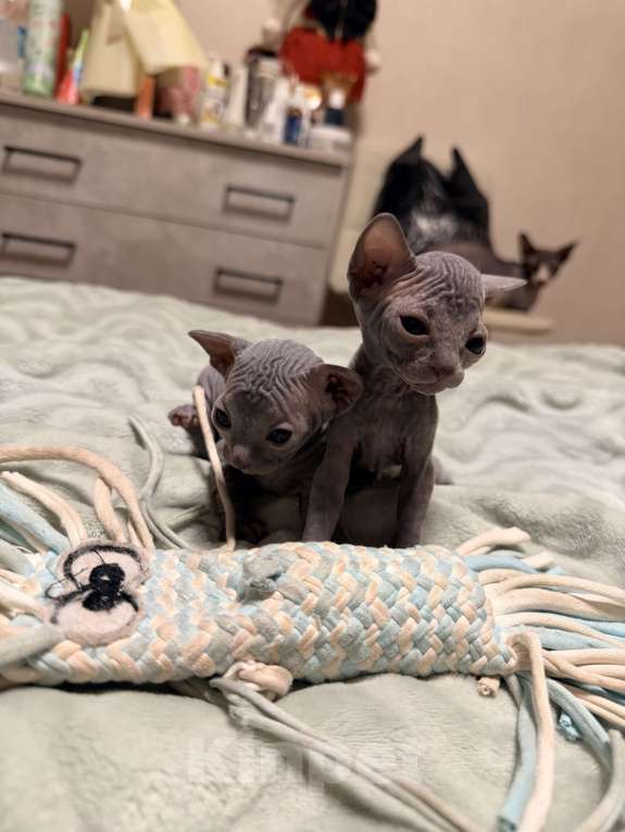 Кошки в Барнауле: Канадский сфинкс Мальчик, 10 000 руб. - фото 3