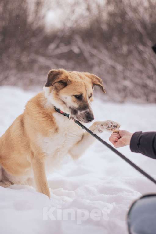 Собаки в Москве: Плюш Мальчик, Бесплатно - фото 3