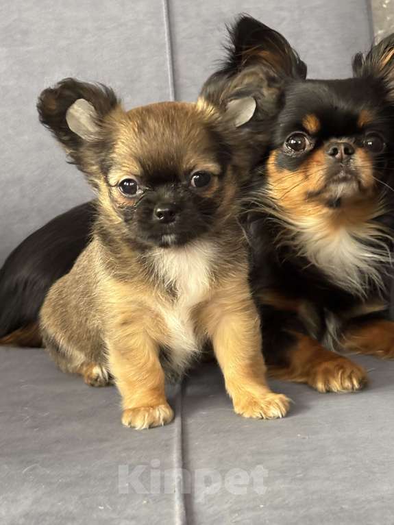 Собаки в Краснодаре: Щенок чихуахуа  Мальчик, 50 000 руб. - фото 3