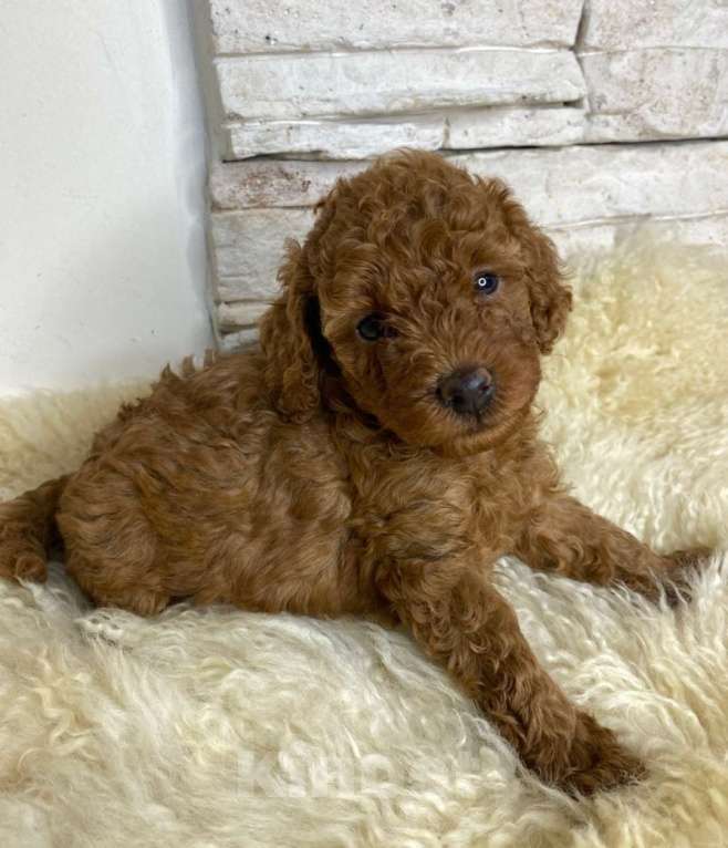 Собаки в Москве: Пудель  той девочки Девочка, 100 000 руб. - фото 2