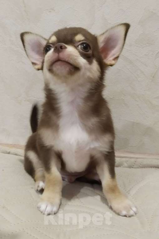 Собаки в Подольске: Щенок чихухуа Мальчик, 38 000 руб. - фото 3