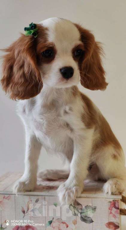 Собаки в других городах Московской области: Кавалер Кинг Чарльз спаниель, мальчик Мальчик, 60 000 руб. - фото 1