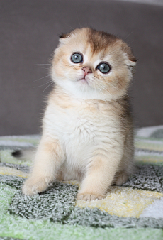 Шотландский вислоухий котик