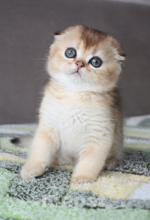 Кошки в Нижнем Новгороде: Шотландский вислоухий котик Мальчик, 35 000 руб. - фото 1