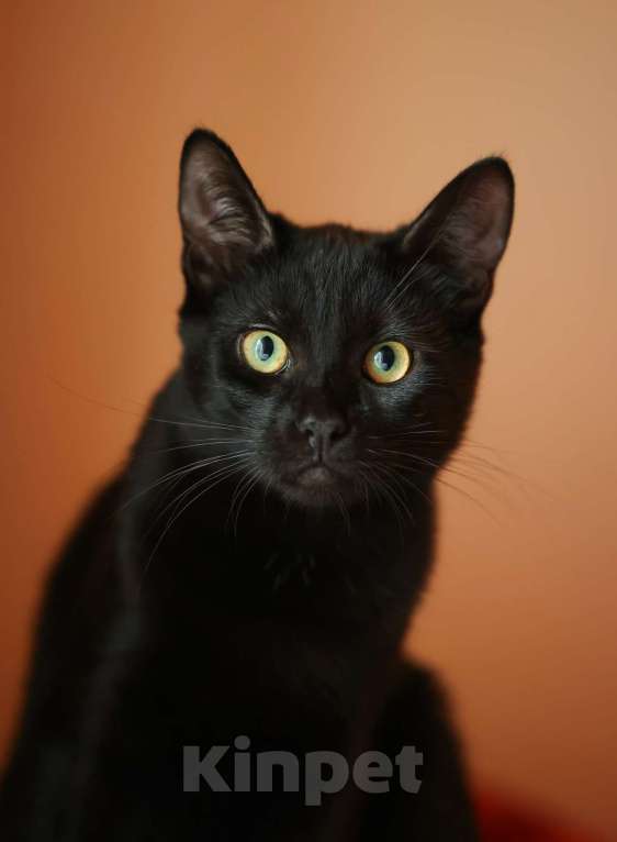 Кошки в Москве: Очень красивые котята (5 мес.) в добрые руки Девочка, Бесплатно - фото 3