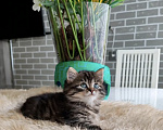 Кошки в Санкт-Петербурге: Сибирский котенок девочка Девочка, Бесплатно - фото 1