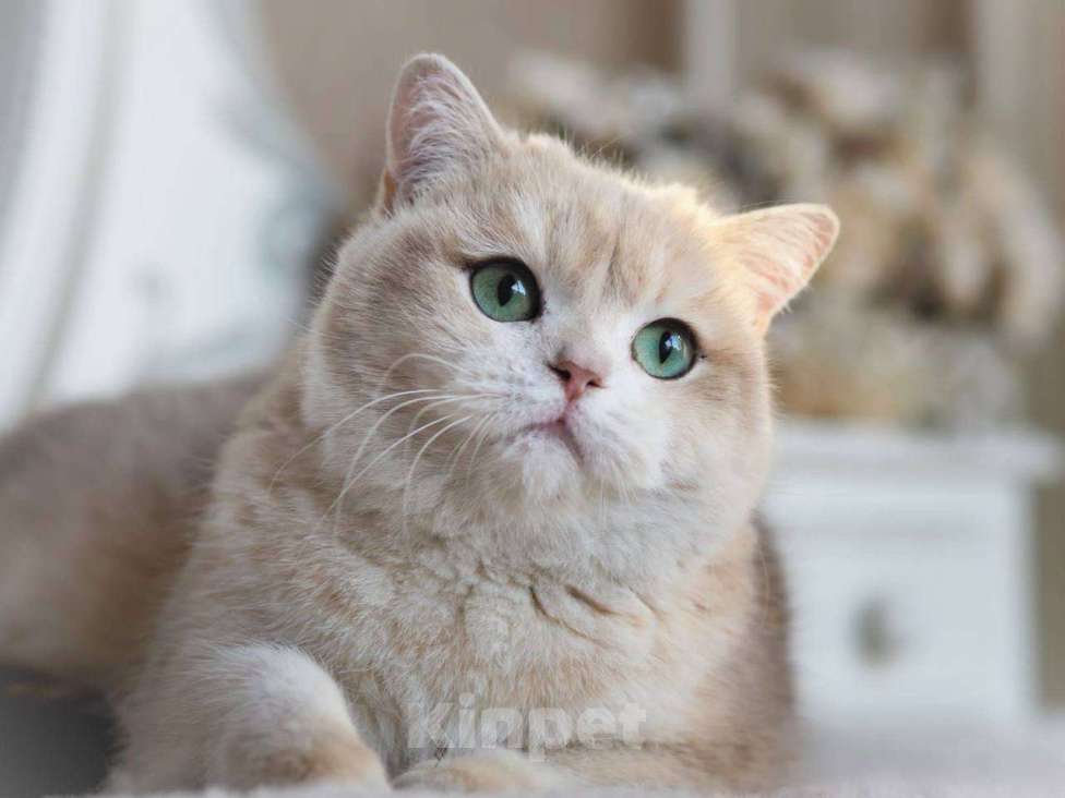 Кошки в Москве: Британская кошка для разведения Девочка, 100 000 руб. - фото 10