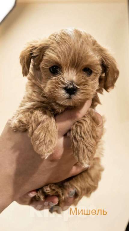 Собаки в Серпухове: Щеночки Мальтипу F1 Мальчик, Бесплатно - фото 1