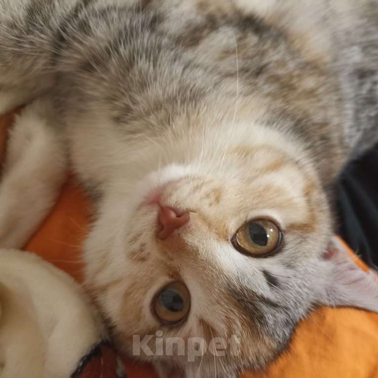 Кошки в Омске:  Срочно отдам кошечку  Девочка, Бесплатно - фото 3