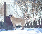 Собаки в Рыбинске: щенки турецкого кангала Девочка, Бесплатно - фото 4