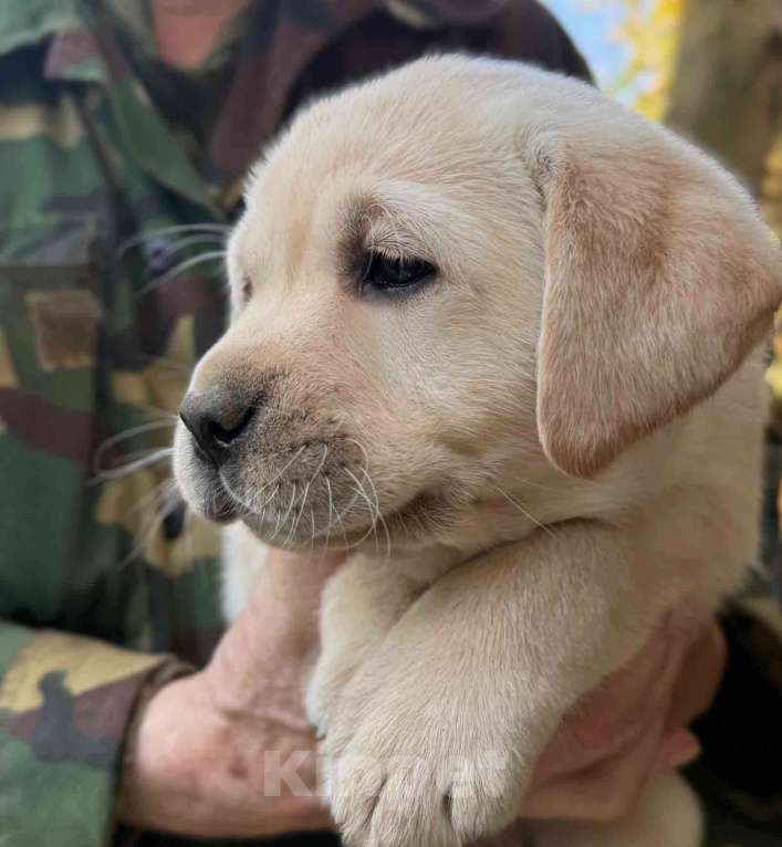 Собаки в Солнечногорске: Лабрадор девочки палевый РКФ Девочка, 70 000 руб. - фото 3