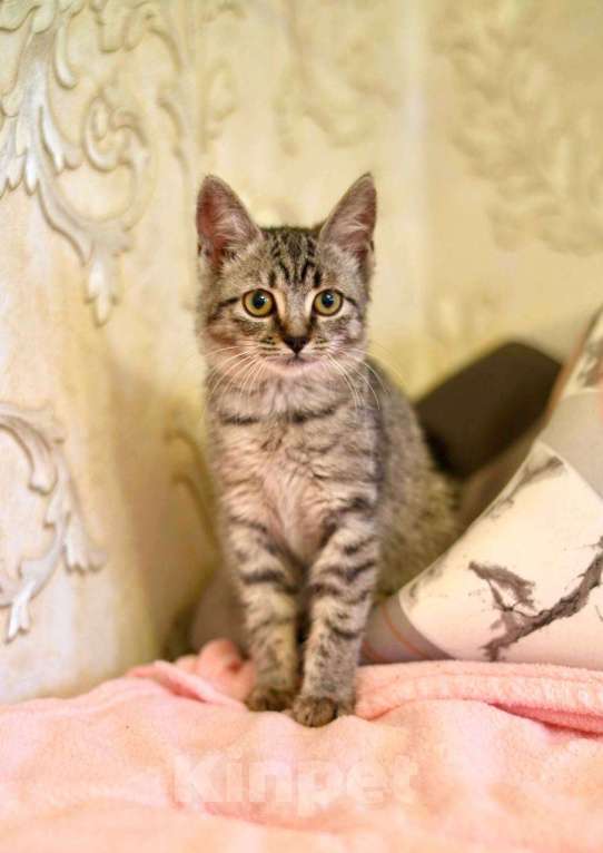 Кошки в Москве: Малышка Мелисса ищет семью Девочка, Бесплатно - фото 1