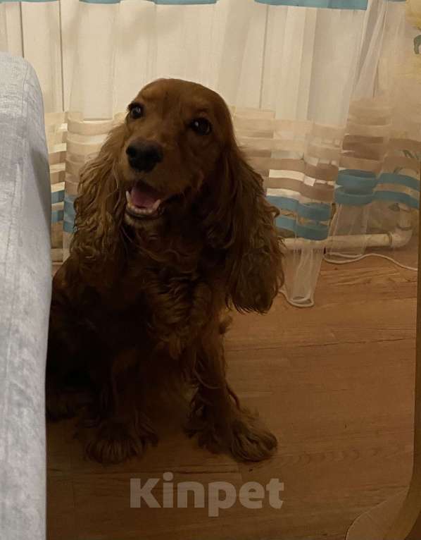 Собаки в Воскресенске: Девочка кокер спаниель  Девочка, 17 000 руб. - фото 3