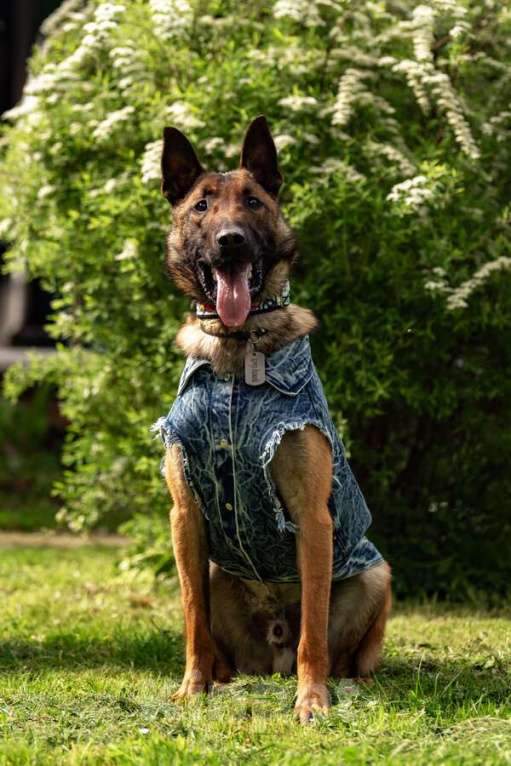 Собаки в Москве: Красавчик Анзор ищет дом. Мальчик, Бесплатно - фото 9