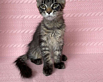 Кошки в Ставрополе: Мейн-кун Белка (питомник Iron Claw г.Ставрополь) Девочка, 35 000 руб. - фото 5