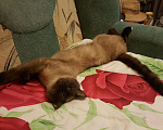 Кошки в Ливны: Тайский котик на вязку, 500 руб. - фото 3