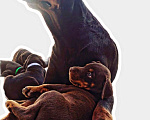 Собаки в Краснодаре: Высокопродные щенки добермана, 50 000 руб. - фото 1
