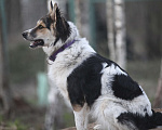 Собаки в Одинцово: Ласковая Ляля ищет дом Девочка, Бесплатно - фото 5