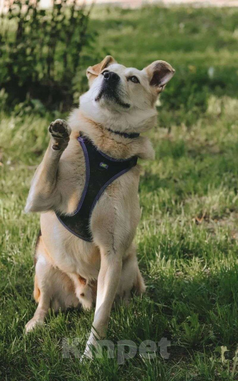 Собаки в Москве: Собака Бим из приюта в добрые руки Мальчик, Бесплатно - фото 3
