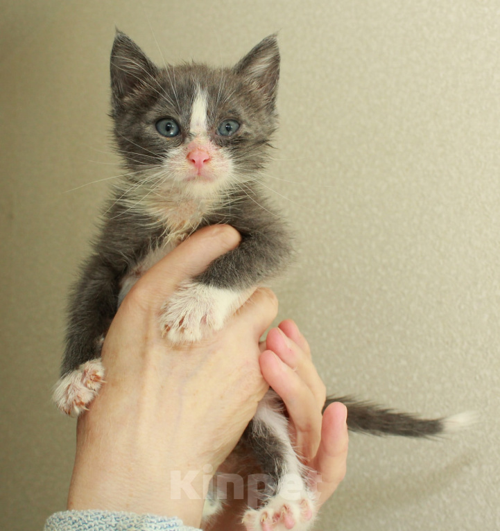 Кошки в Калуге: Малыш котенок 2 мес в добрые руки. Мальчик, Бесплатно - фото 4