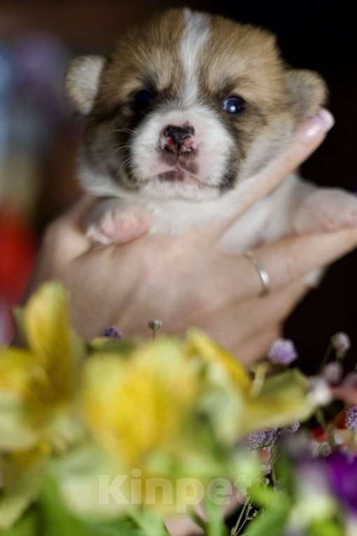 Собаки в Белокурихе: Щенки Вельш Корги Пемброк Девочка, 60 000 руб. - фото 2