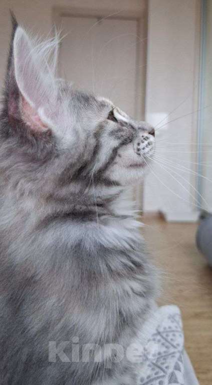 Кошки в Геленджике: Продаётся котёнок мейн-кун, девочка, серебристый окрас fs 24, из питомника EdenLight (Геленджик) Девочка, 35 000 руб. - фото 8
