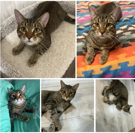 Кошки в Балашихе: котик Яша ищет дом Мальчик, Бесплатно - фото 1