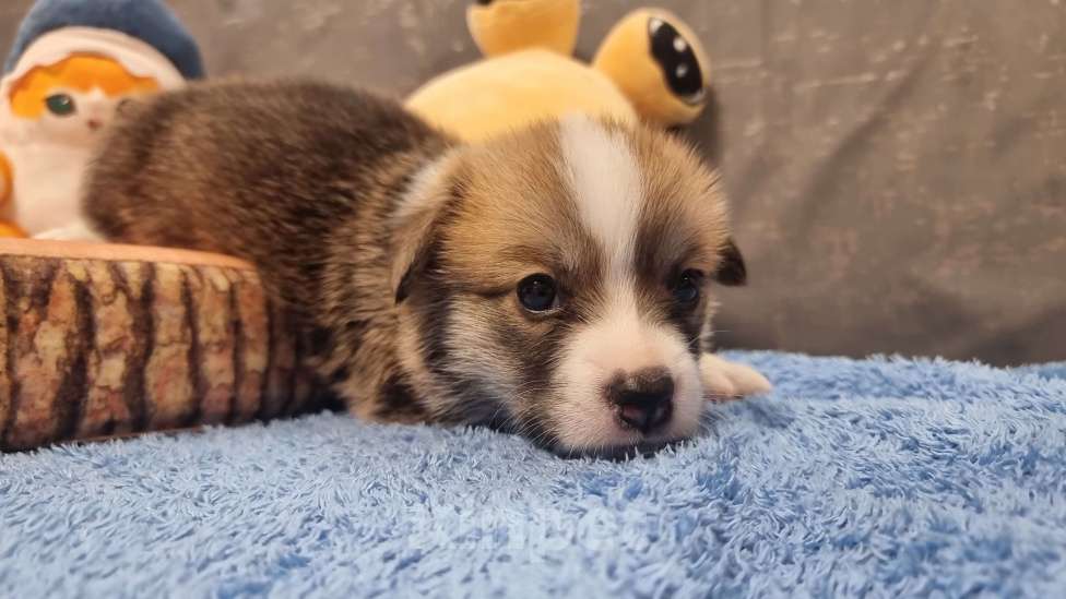 Собаки в Москве: Элитный щенок Мальчик, 85 000 руб. - фото 3