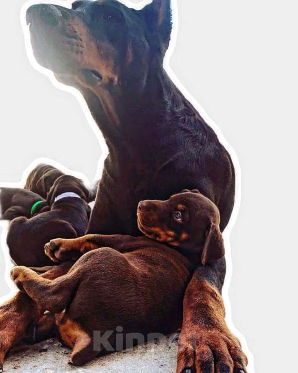 Собаки в Краснодаре: Высокопродные щенки добермана, 50 000 руб. - фото 1