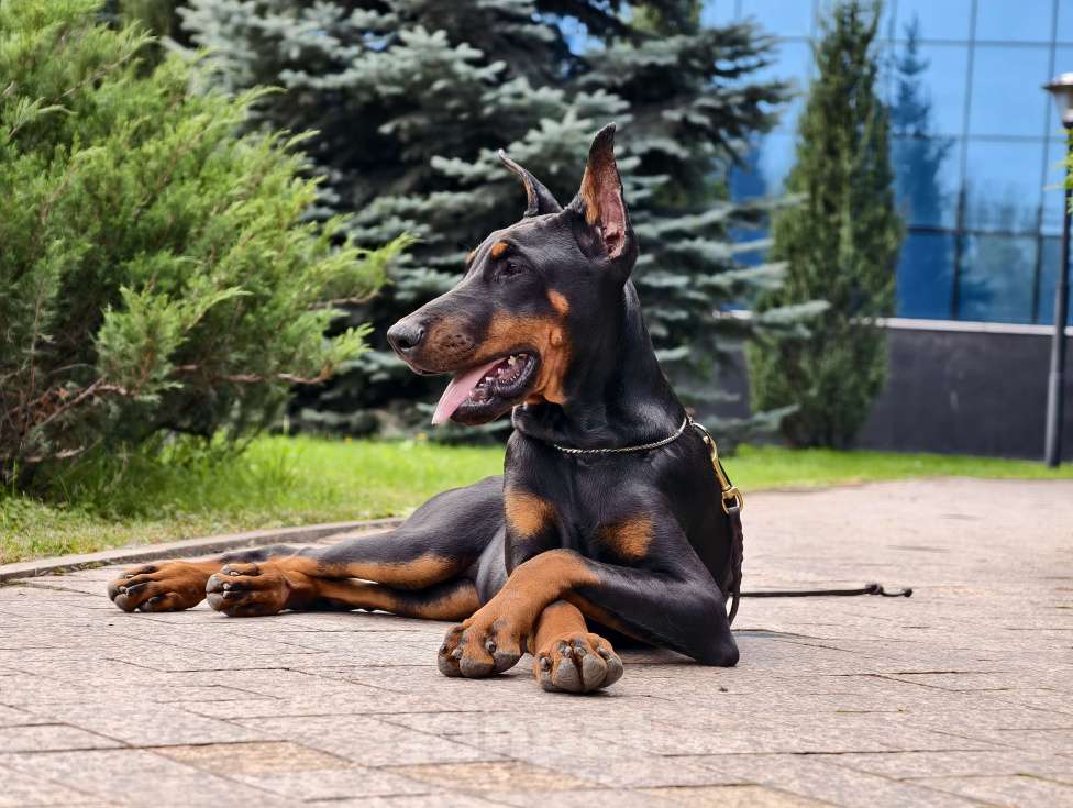 Собаки в Курске: Доберманы РКФ Девочка, Бесплатно - фото 9