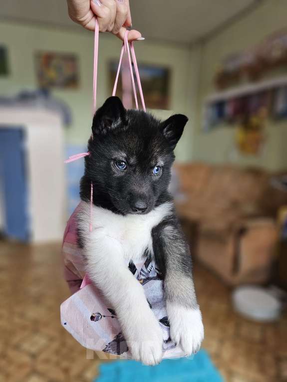 Собаки в Воронеже: Мальчик Сибирского хаски Мальчик, Бесплатно - фото 3