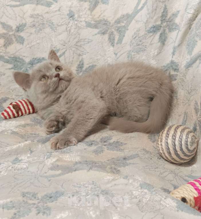 Кошки в Москве: Прямоухий  котенок лилового окраса Девочка, 20 000 руб. - фото 1