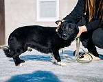Собаки в Дмитрове: Лёлик в добрые руки Мальчик, Бесплатно - фото 2