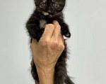 Кошки в Мытищах: Котенок Кузя Мальчик, Бесплатно - фото 1