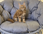 Кошки в Саратове: Котята мейн-кун Девочка, 40 000 руб. - фото 4