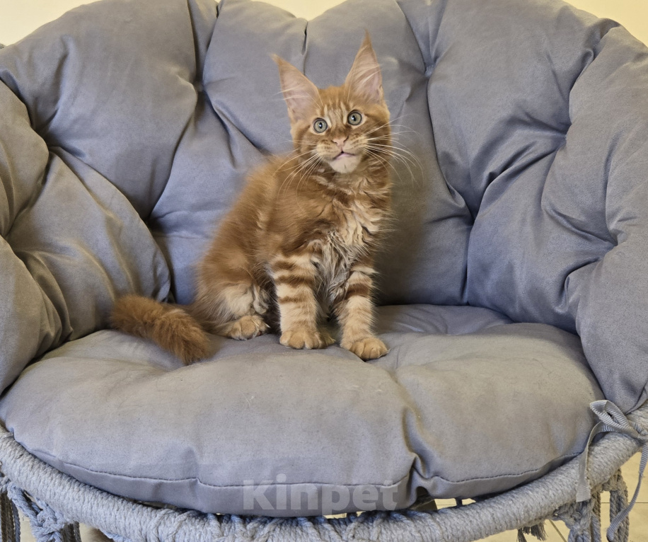 Кошки в Саратове: Котята мейн-кун Девочка, 40 000 руб. - фото 4