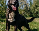 Собаки в Химках: Активный пес Мальчик, Бесплатно - фото 1
