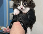 Кошки в Санкт-Петербурге: Котята-котики под бронь!! Мальчик, Бесплатно - фото 5